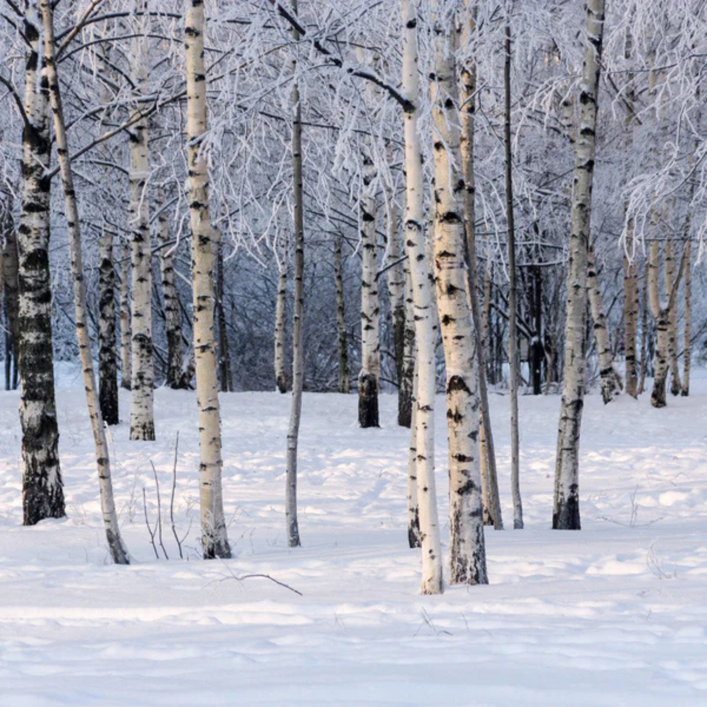 Birchwood & Pine Fragrance Oil