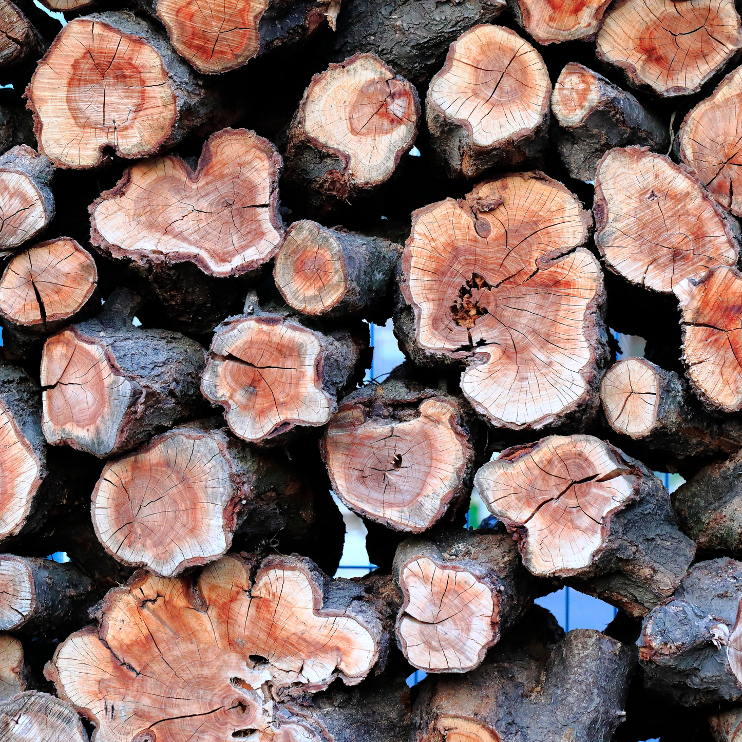 Cedarwood Essential Oil
