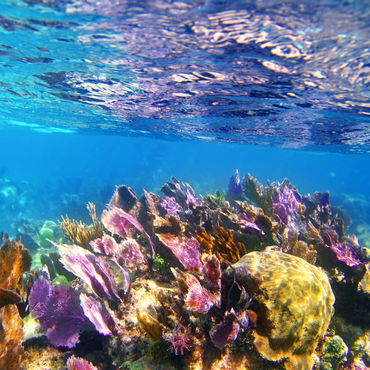 Coral Reef Fragrance Oil