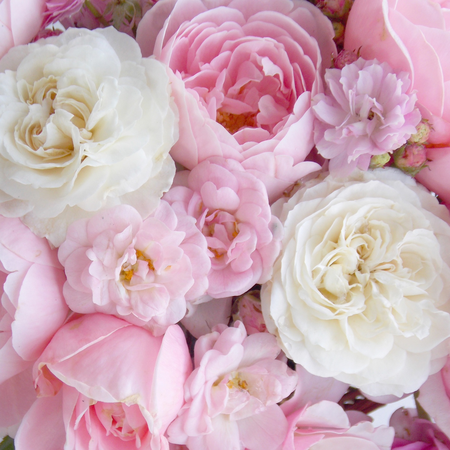 English Rose Fragrance Oil