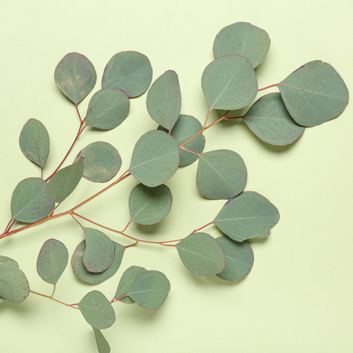 Eucalyptus Essential Oil
