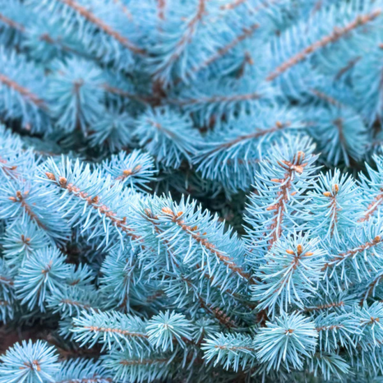 Icy Blue Spruce Fragrance Oil