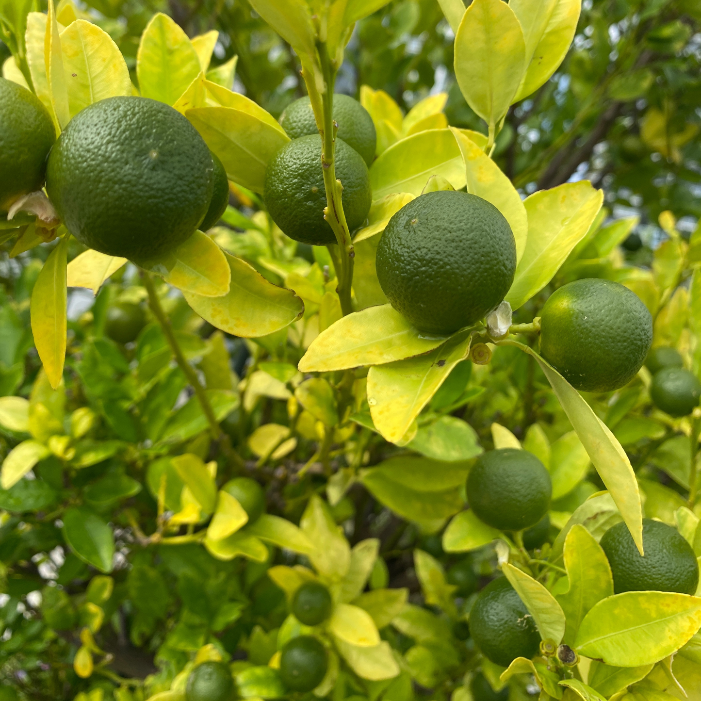 Key Lime Essential Oil
