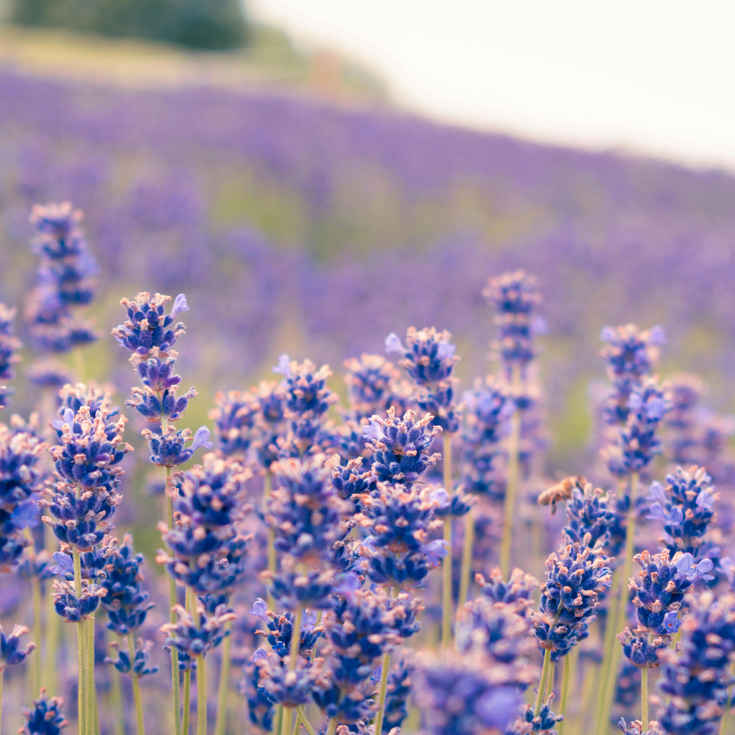 Lavender Essential Oil