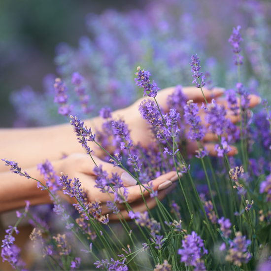 Lavender Fragrance Oil