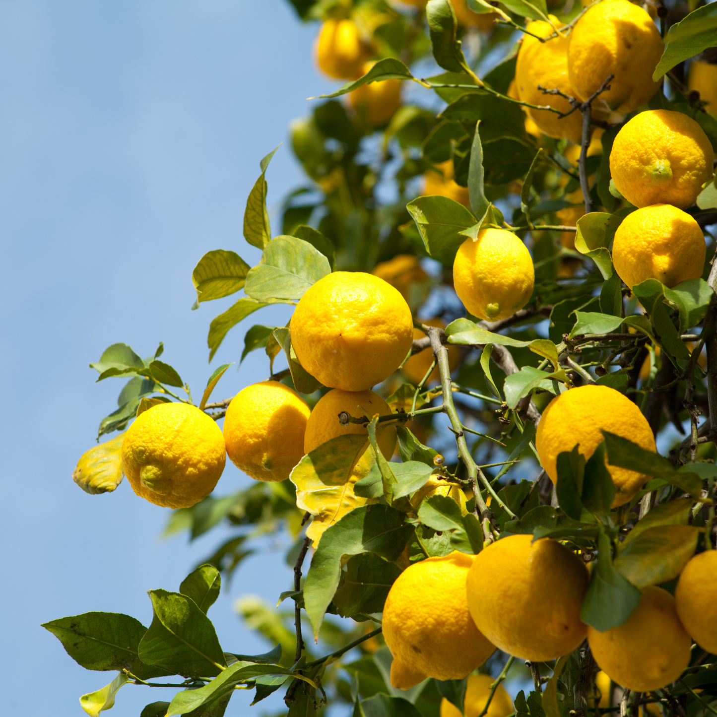 Lemon Essential Oil