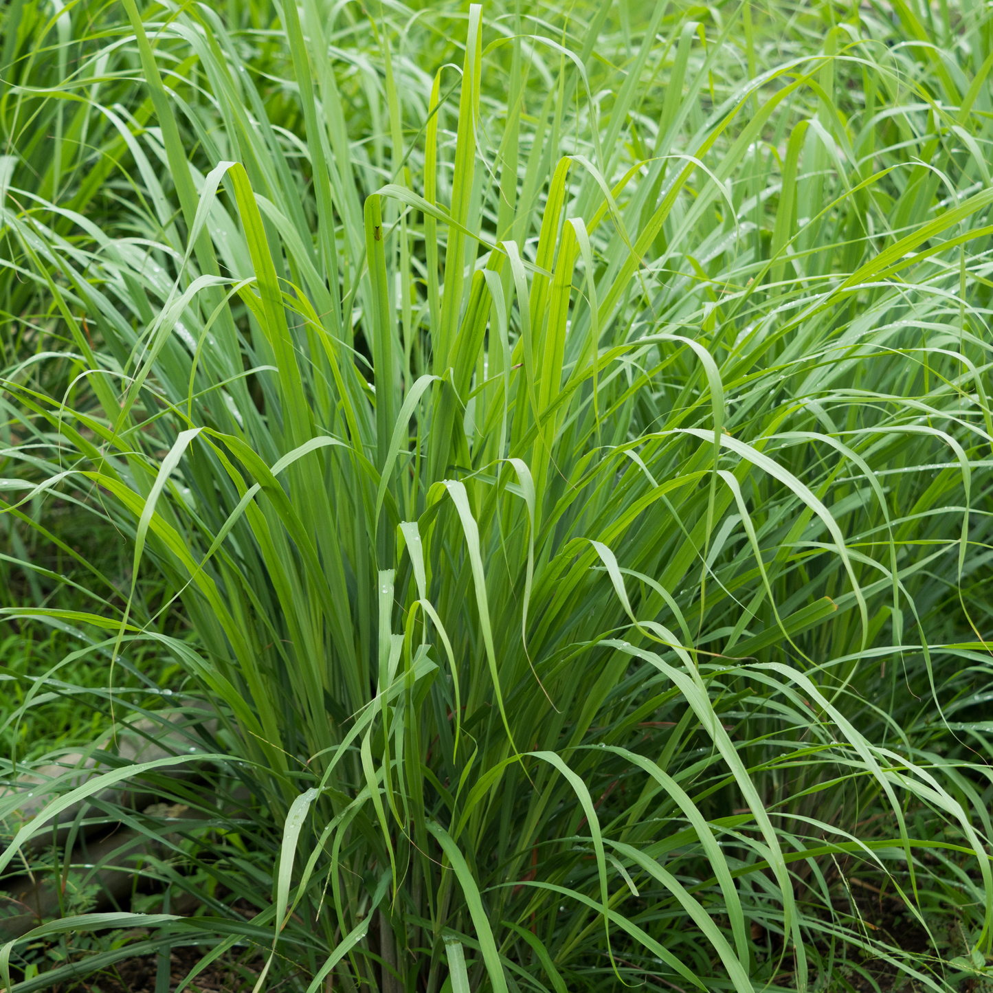 Lemongrass Essential Oil