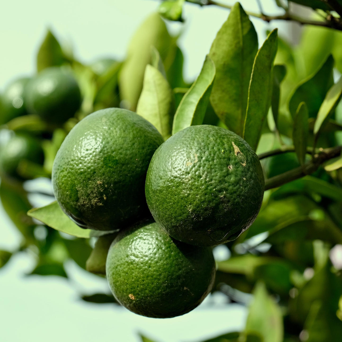 Lime Essential Oil
