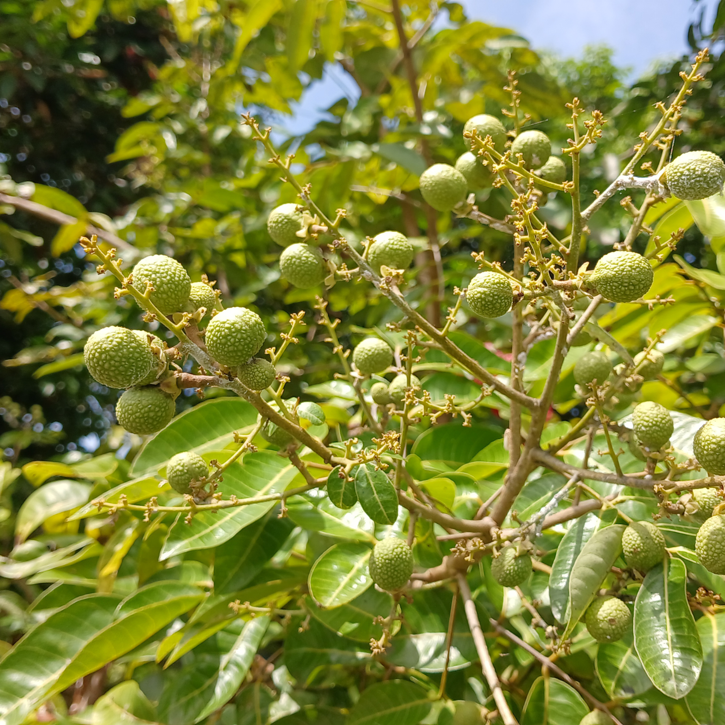 Litsea Cubeba Essential Oil