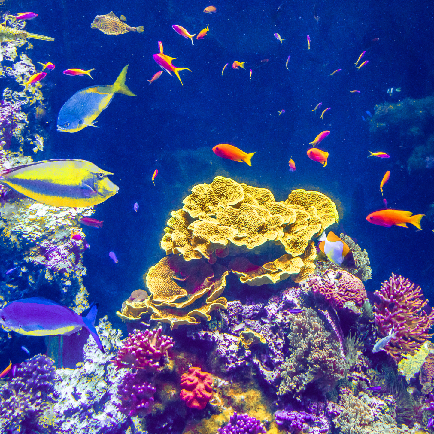 Living Coral Reef Fragrance Oil