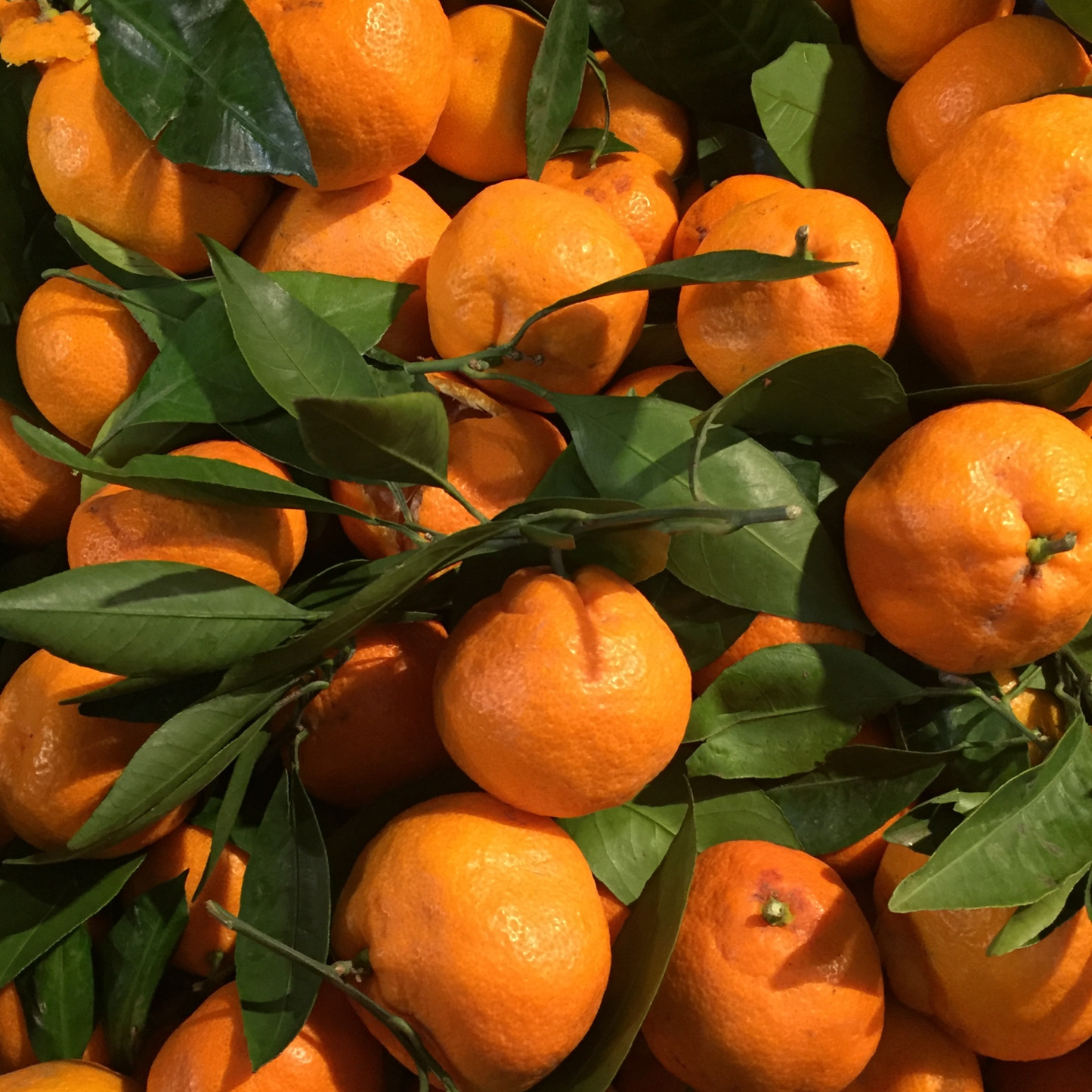 Mandarin Essential Oil