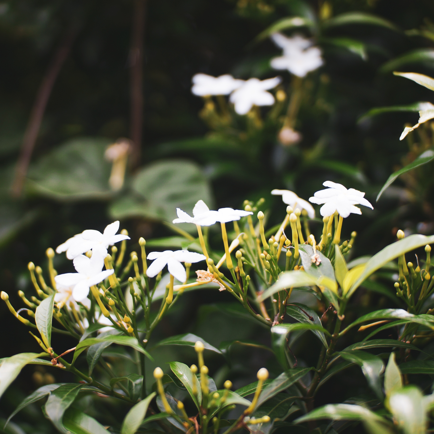 Midnight Jasmine Fragrance Oil