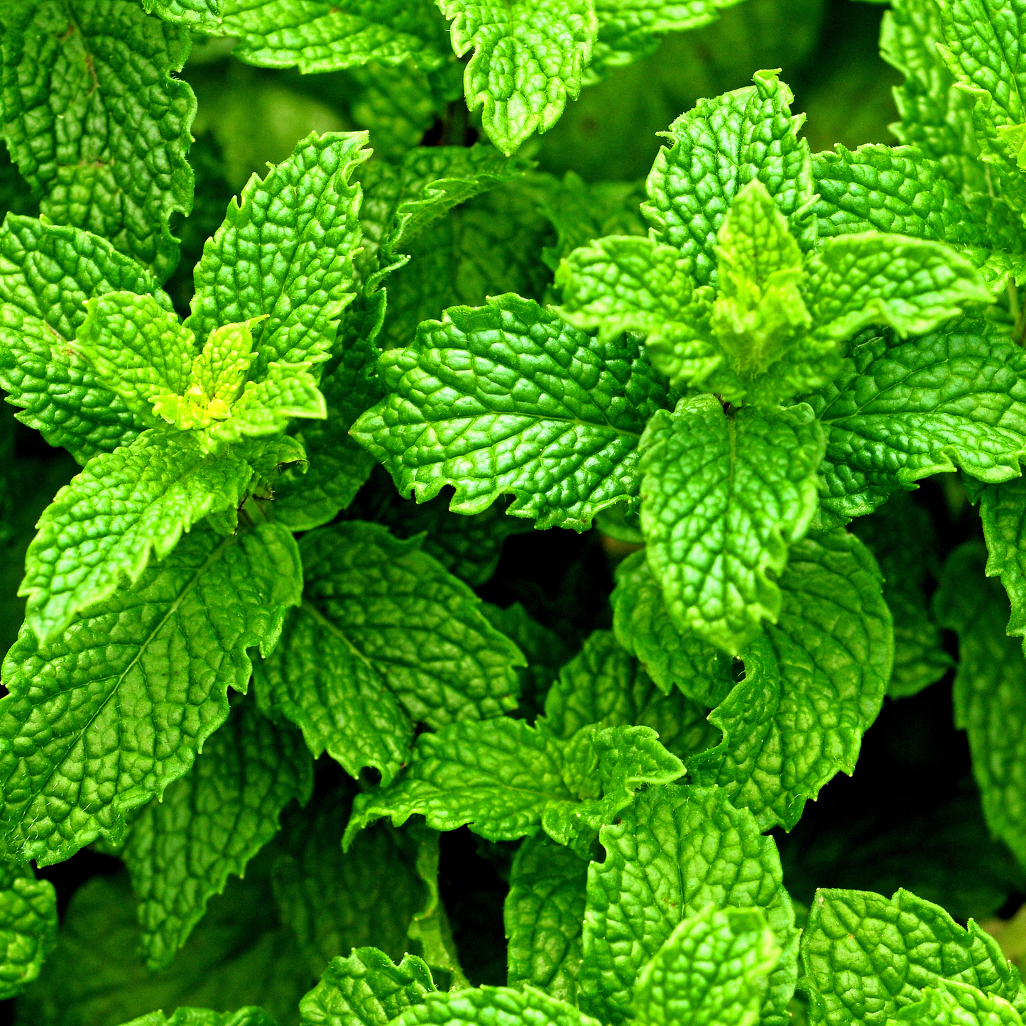 Peppermint Essential Oil