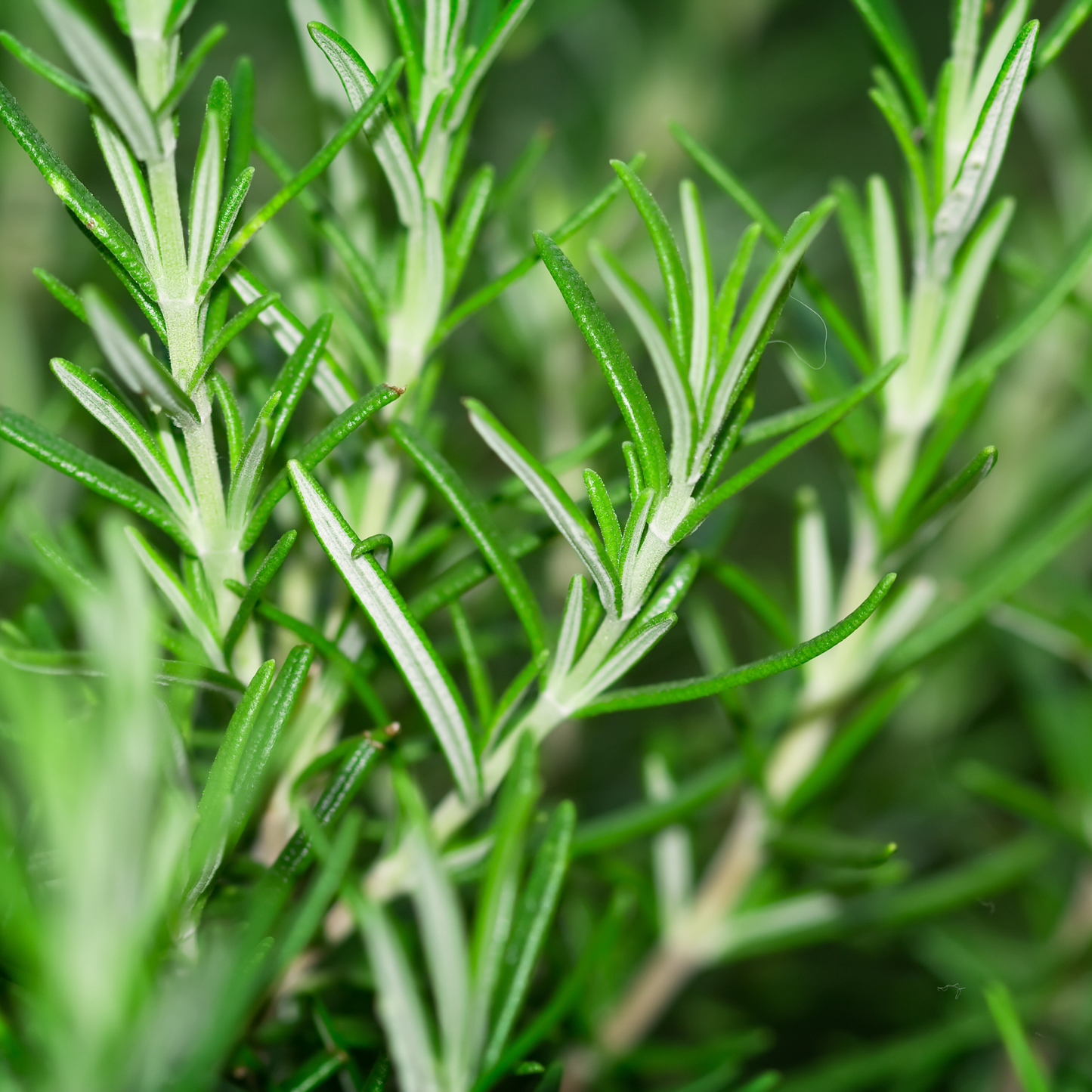 Rosemary Essential Oil