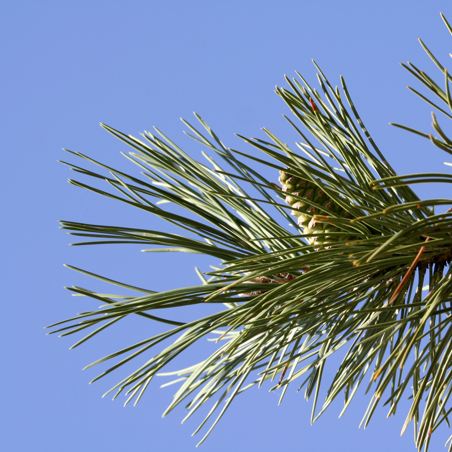 Scotch Pine Essential Oil