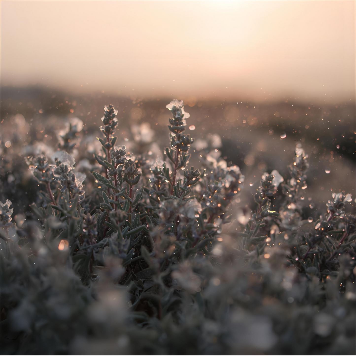 Seagrass & Sage Fragrance Oil
