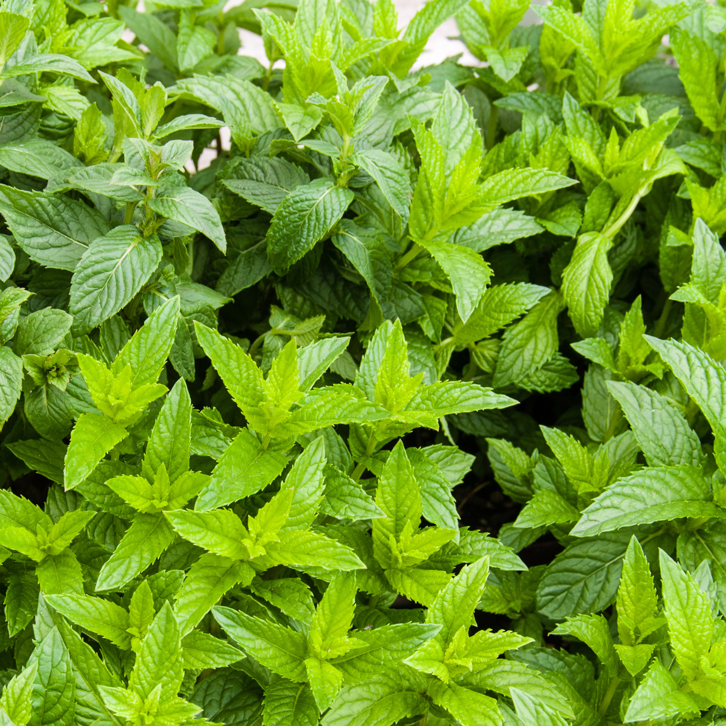 Spearmint Essential Oil
