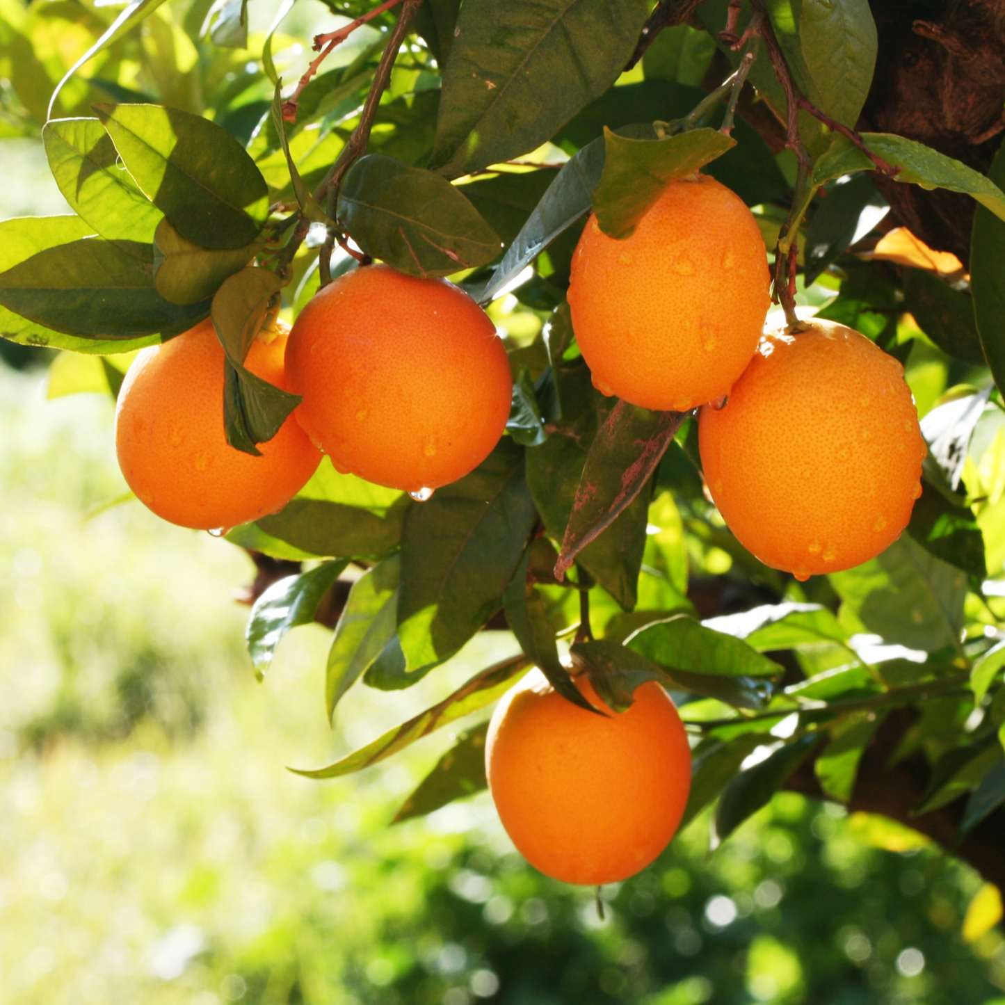 Sweet Orange Essential Oil