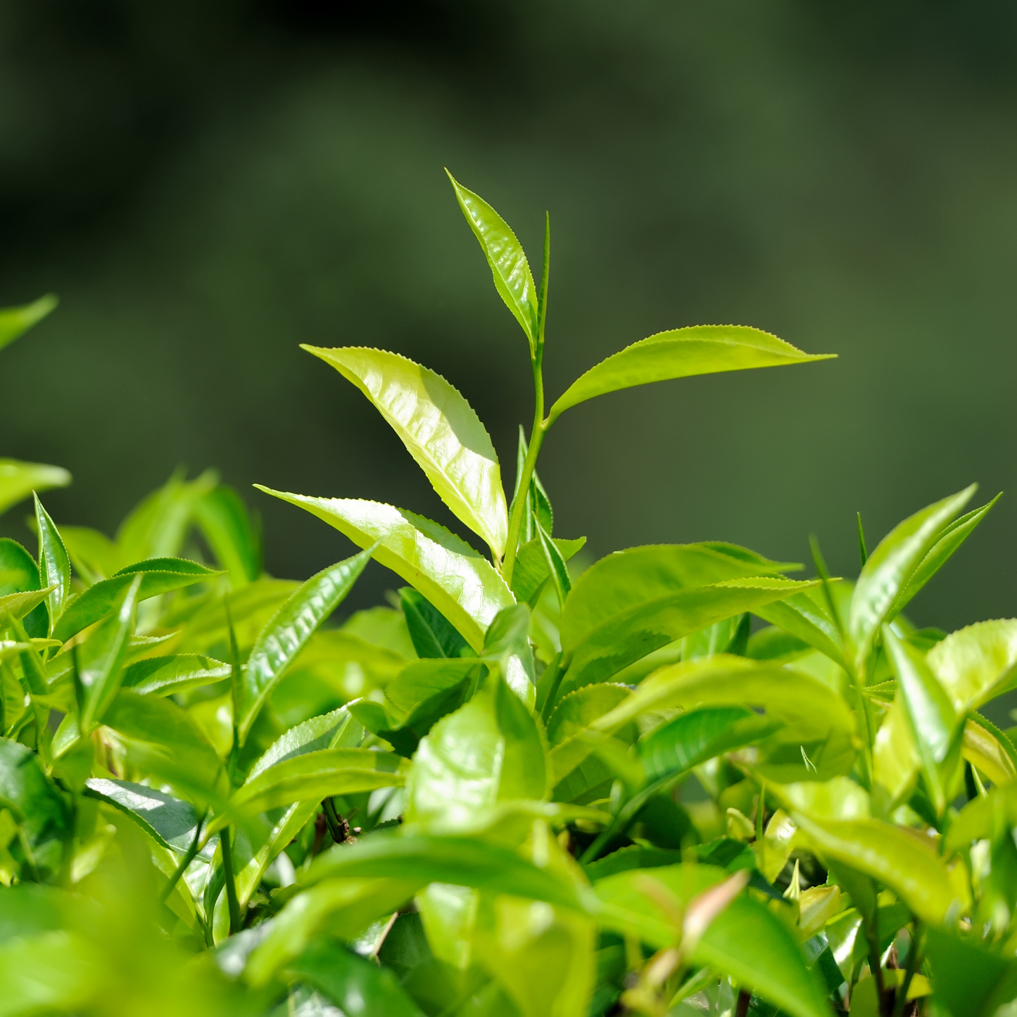 Close-up of green tea tree leaves on a blurred green background