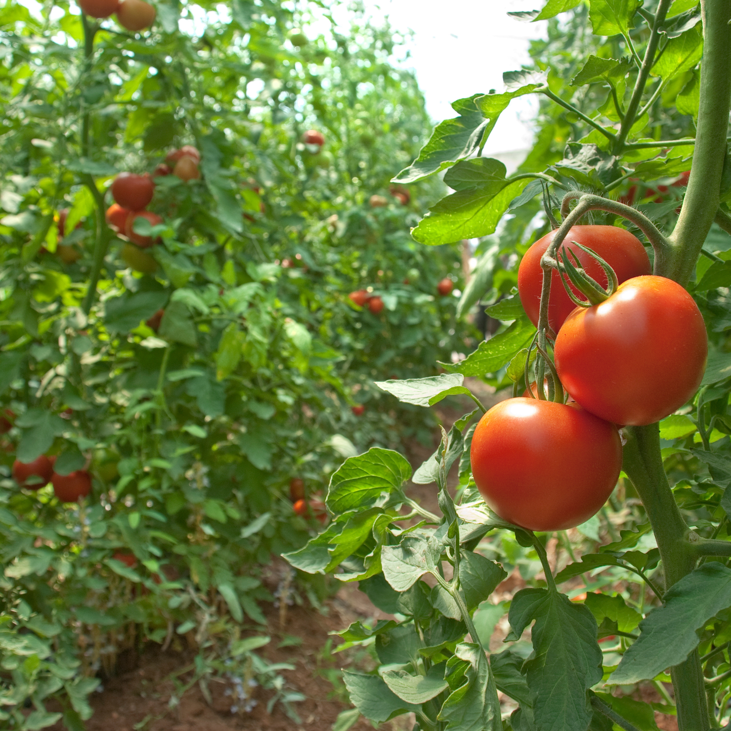 Tomato Leaves Fragrance Oil