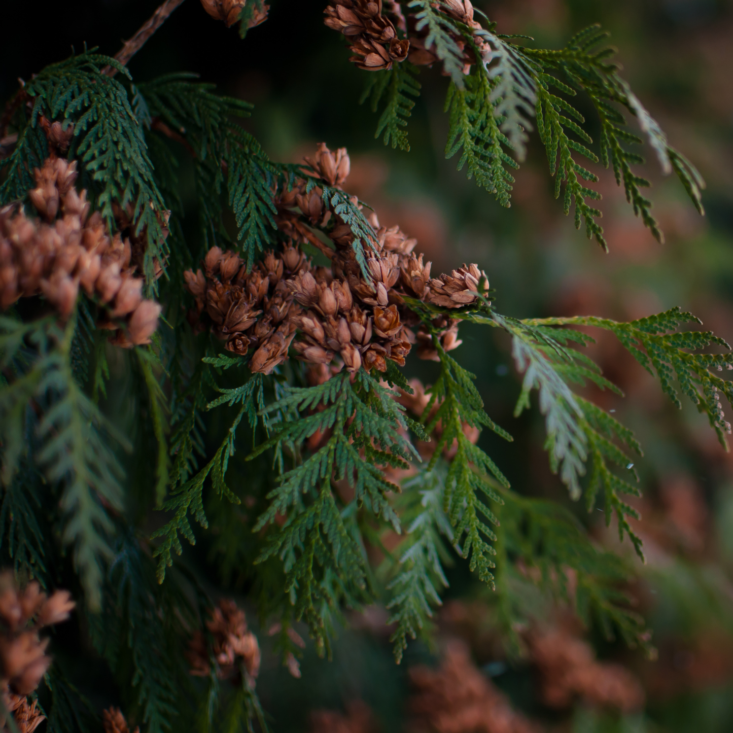 Wildflower & Virginiana Cedar Fragrance Oil