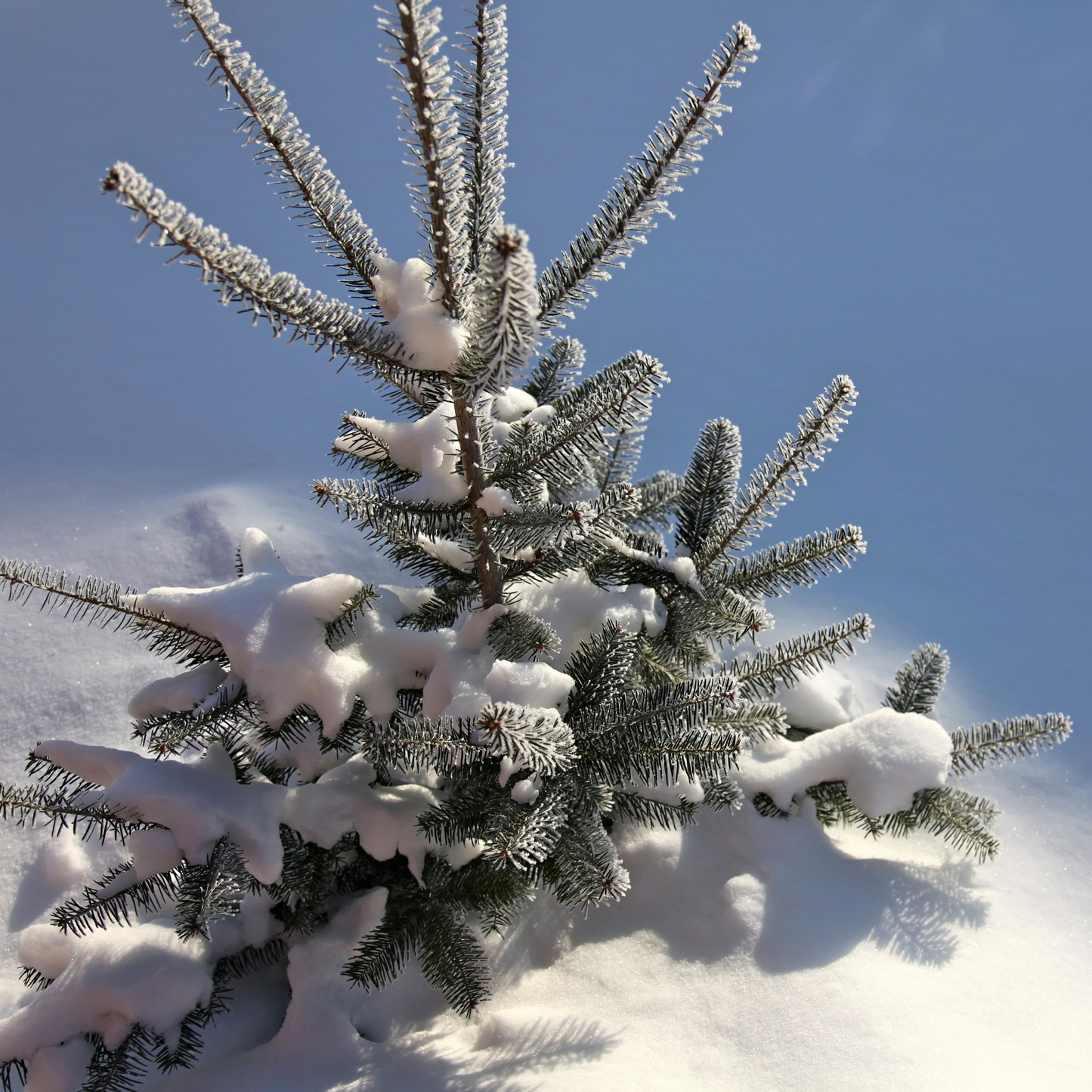 Winter Balsam Fragrance OIl